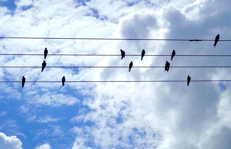 WordPress Expert Swindon