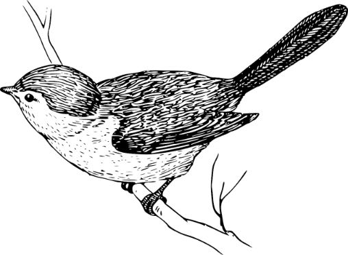 bird illustration hosting