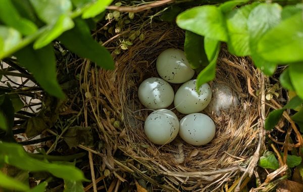 Quick Swindon WordPress Hosting